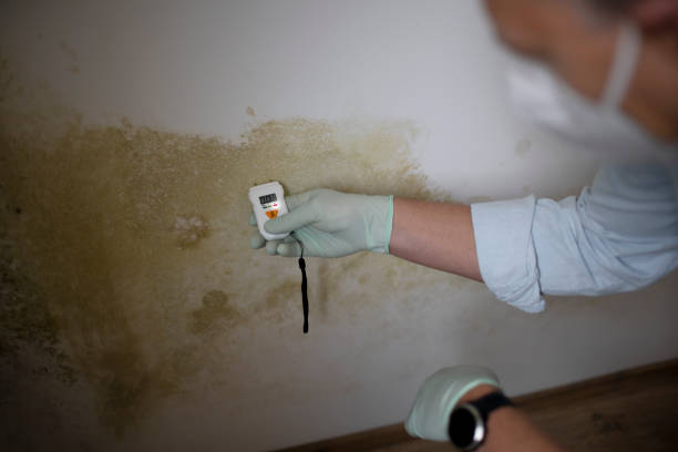 Best Mold Testing and Inspection Services in New Smyrna Beach, FL